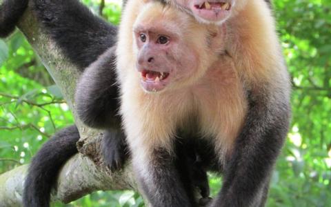 Cabo Blanco Guided Hike Costa Rica