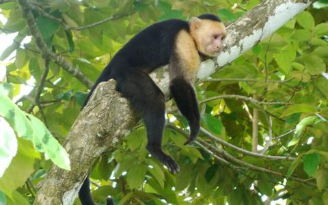 Cabo Blanco Guided Hike Costa Rica
