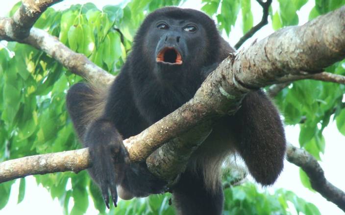 Cabo Blanco Guided Hike, Costa Rica