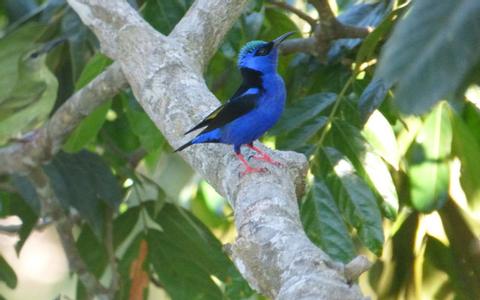 Cabo Blanco Guided Hike