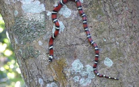 Curu Wildlife Refuge Tour—Montezuma, Costa Rica