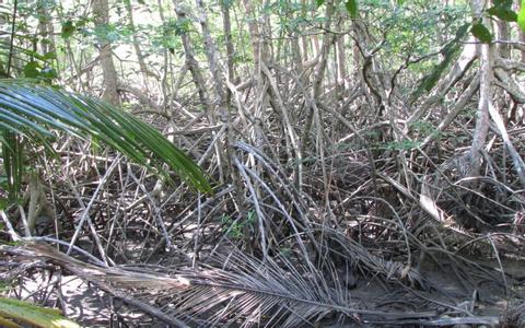 Curu Wildlife Refuge Tour—Montezuma, Costa Rica Costa Rica