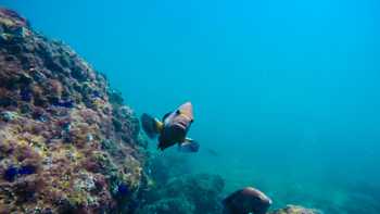 Tortuga Island Tour