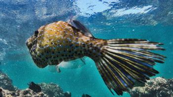 Tour a Isla Tortuga photo 5