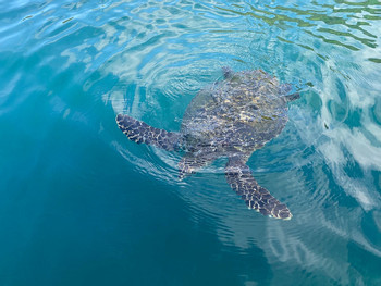 Half Day Fun at the Ocean photo 3