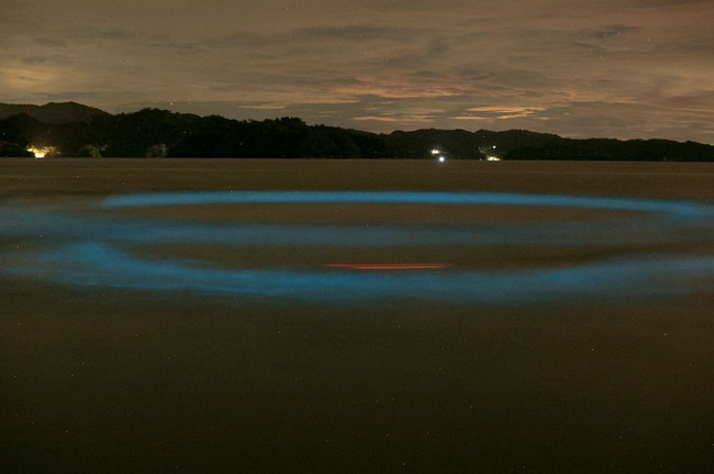 Night Adventure (Bioluminicense Tour) photo