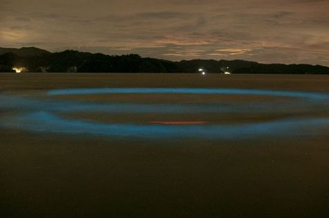 Night Adventure (Bioluminicense Tour)