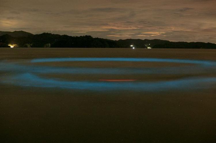 Night Adventure (Bioluminicense Tour) photo