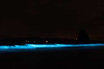 Bioluminescent Kayak Tour