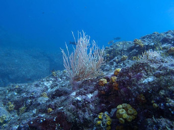 Guanacaste Scuba Diving Flamingo photo 4