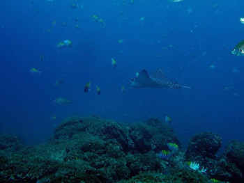 Guanacaste Scuba Diving Flamingo photo 5