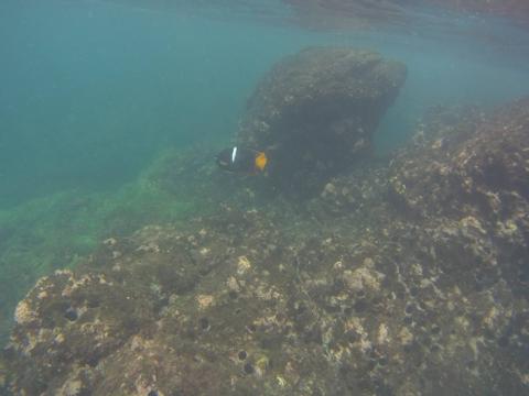 Snorkeling Catalina Islands