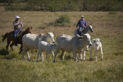 Hacienda Arío Una Experiencia de Sabanero "Vaquero"