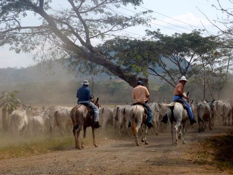 Hacienda Arío Cowboy Experience Costa Rica