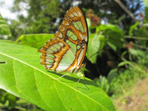 Tour Invernadero de Mariposas