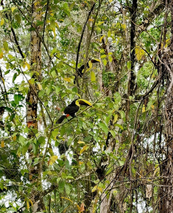 Caribbean Bird Watching Tour photo 4