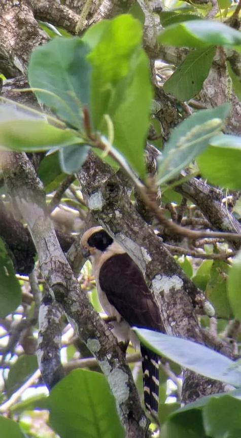 Caribbean Bird Watching Tour