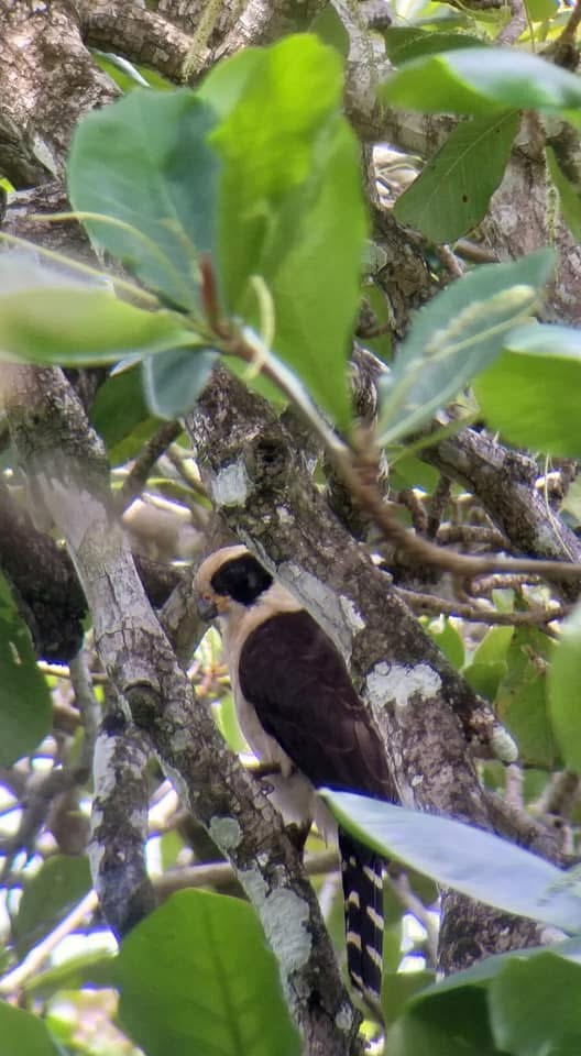 Caribbean Bird Watching Tour Photo