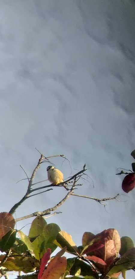 Caribbean Bird Watching Tour photo 3