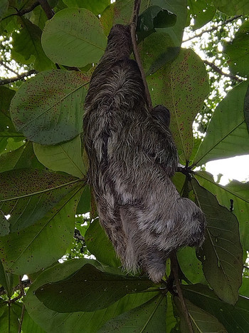 Sloth Watching Tour photo 3