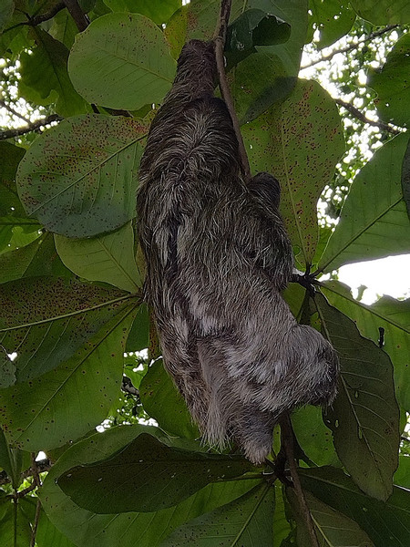 Sloth Watching Tour photo 3
