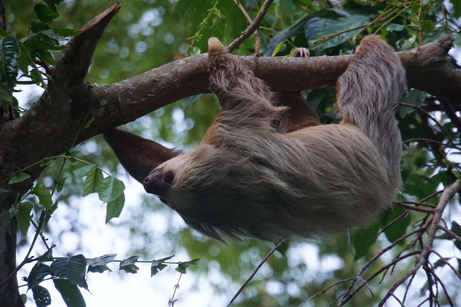 Sloth Watching Tour photo