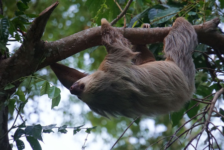 Sloth Watching Tour