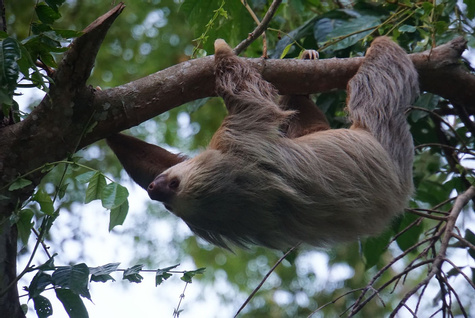 Sloth Watching Tour