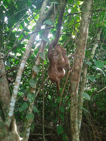 Sloth Watching Tour photo 2
