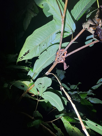 Jungle Night Tour photo 3