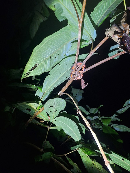 Jungle Night Tour photo 3