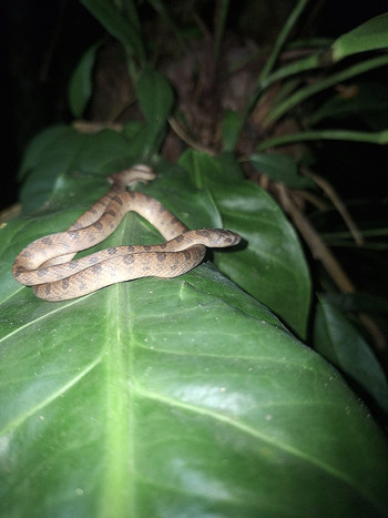 Jungle Night Tour photo 5