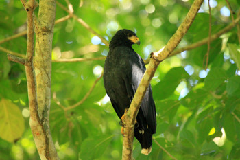 Gandoca Manzanillo Refuge Jungle Hike photo 3