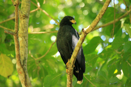 Gandoca Manzanillo Refuge Jungle Hike photo 3