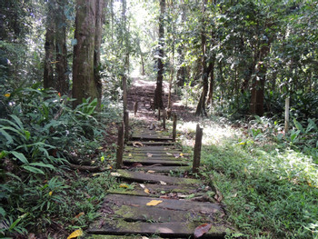 Gandoca Manzanillo Refuge Jungle Hike photo 5
