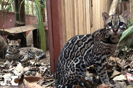 Jaguar Rescue Center Tour