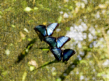 Rain Forest Birding Tour