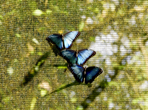Rain Forest Birding Tour