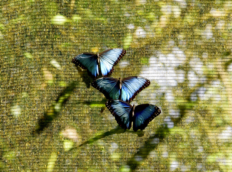 Rain Forest Birding Tour photo