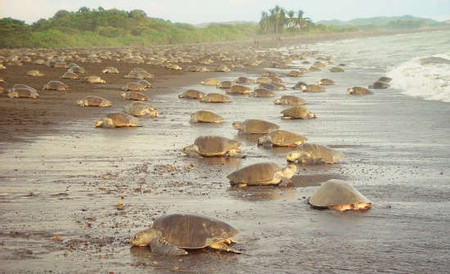 Turtle Night Nesting  photo 3