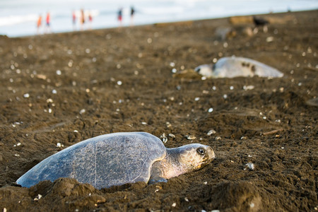 Turtle Night Nesting  photo 2