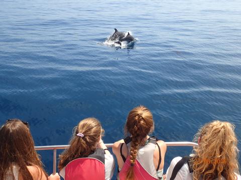 Catamaran Seafari and Snorkel Tour