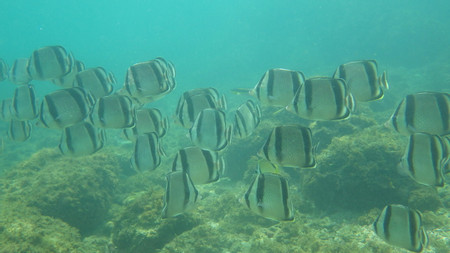 Catamaran Seafari and Snorkel Tour photo 3