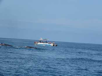 Catamaran Seafari and Snorkel Tour