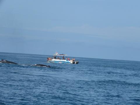 Catamaran Seafari and Snorkel Tour Costa Rica