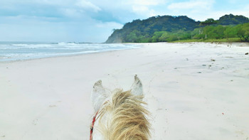 Jungle and Barigona Beach Horseback Riding Tour
