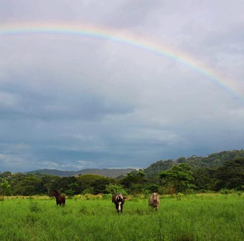 Jungle and Buenavista Beach Horseback riding Costa Rica