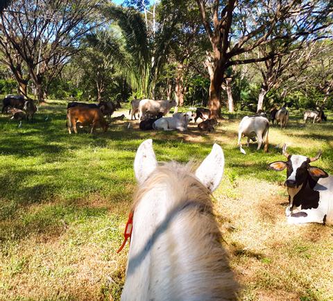 Jungle and Buenavista Beach Horseback riding Costa Rica