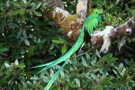 Private Quetzal Tour