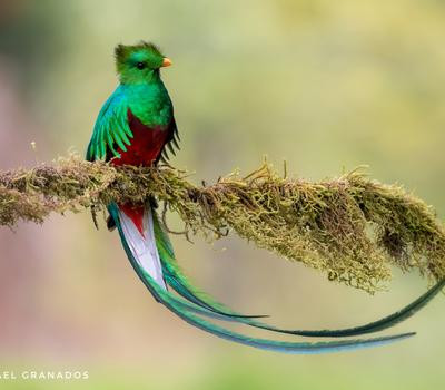 Quetzal Tour